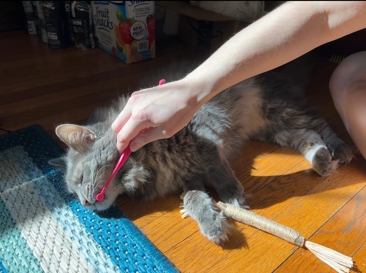 Y’all, I have tried EVERYTHING with this cat and his teeth, to no avail. Until RYERCAT
He won’t eat dental treats or *anything* crunchy, but his teeth get so bad that he has to have a dental every 6 months. Our vet had me try brushing his teeth with a toddler toothbrush, but that failed - he’d run and hide at the sound of the drawer and the sight if it. Then a qtip. That failed because he’d clamp his jaw shut. And finally, they said “just smear the CET toothpaste on his teeth with your finger.” But that wasn’t effective enough. 
My husband sent me an ad for RYERCAT. I watched the videos and felt like it was worth a shot because dentals every six months are a LOT.
Y’all, IT WORKS! Not only does he not run from this toothbrush, HE LIKES IT! And he likes the dental sticks too. He will half brush his own teeth by opening his mouth and rubbing his teeth in the toothbrush!! You’ve done it, Ryer!!!! 20/10 recommend. Great job!!!